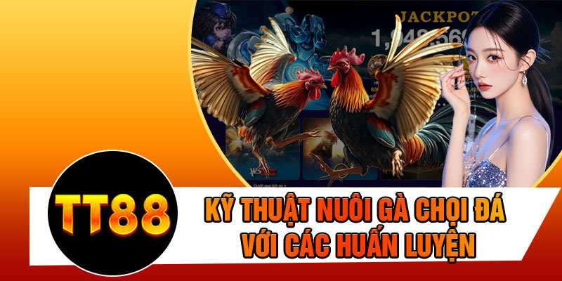 Kỹ Thuật Nuôi Gà Chọi Đá Với Các Huấn Luyện