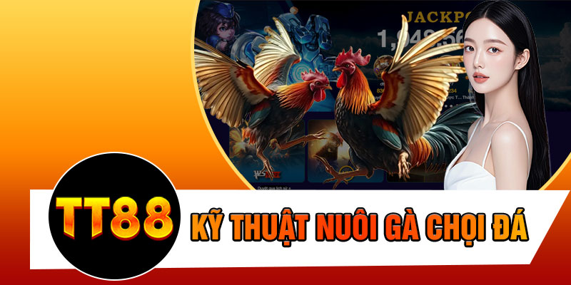 Kỹ Thuật Nuôi Gà Chọi Đá